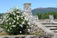 Mt. Monadnock - From Golf Course with Flowers